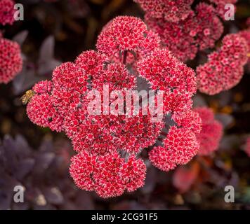 Sedum 'Jose Aubergine' Stock Photo