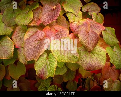 Close up of the red autumn foliage of Vitis coignetiae Crimson Glory Vine. Stock Photo