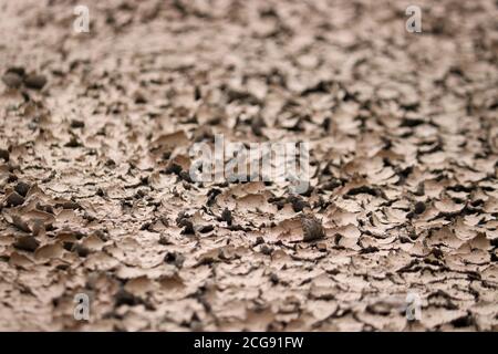 Dried slush. Texture cracked dirt. Selective focus. Macro. Stock Photo
