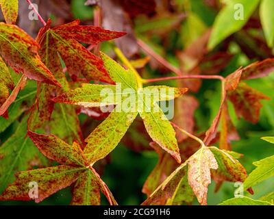 Acer leaves turning red in Autumn. UK Stock Photo