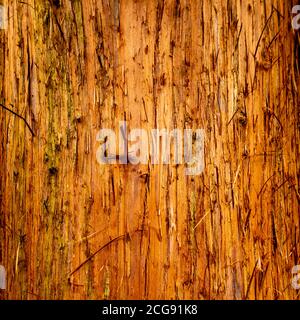 Close up of a squirrel damaged trunk on a pine tree. Stock Photo