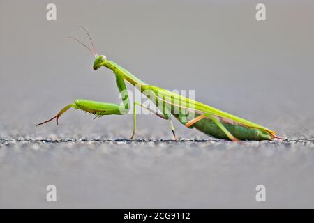 Green praying mantis on a background of asphalt. European Mantis or Praying Mantis, Mantis Religiosa. A pet. Macro. Stock Photo