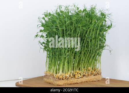 Peas microgreens with seeds and roots are growing on table Stock Photo