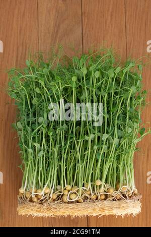 Young pea sprouts, growing microgreen top view Stock Photo