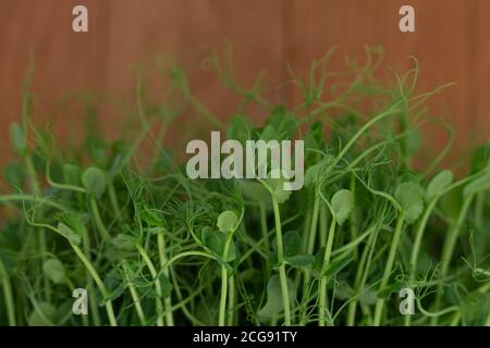Fresh and healthy leaves of micro greens pea close-up Stock Photo