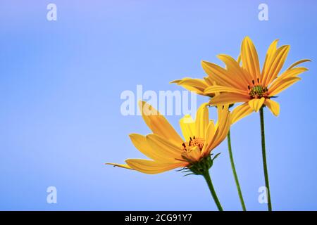 Bright yellow flowers of Jerusalem artichoke on a background of blue sky. Selective focus. Stock Photo