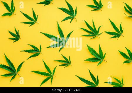 Cannabis leaf pattern. Green hemp leaves on color yellow background. Medical marijuana plant. Cannabis Sativa. Weed legalize. Stock Photo