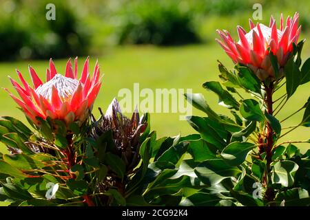 A king protea flowers photographed in Kirstenbosch National Botanical Garden in Cape Town. Stock Photo