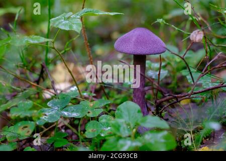 Purple mushroom or Cortinarius violaceus in wood. Stock Photo