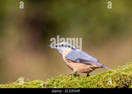 European nuthatch in late summer sunshine in mid Wales Stock Photo