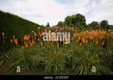 Lush display of red hot pokers in flowerbed with foliage Stock Photo