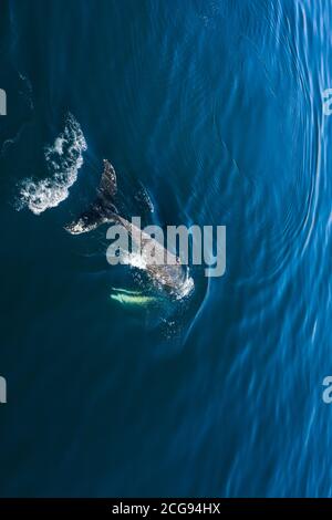Aerial view of Humpback (Megaptera novaeangliae) whale, Iceland. Whale watching is one of the most popular activity in iceland. Stock Photo