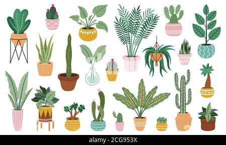 Plant in pots. Home potted plants, flower house plants, ficus, cacti and succulents, indoor decorative plants isolated vector illustration set Stock Vector