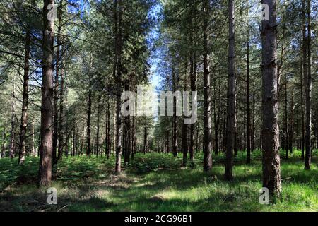 View of Woodland in Thetford Forest, Thetford Town, Norfolk, England, UK Stock Photo