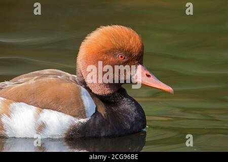 Red-crested pochard (Netta rufina) close-up portrait of male swimming in lake Stock Photo