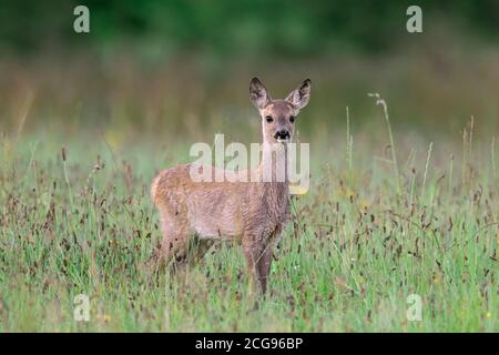 European roe deer (Capreolus capreolus) fawn in meadow / grassland at forest's edge in summer Stock Photo