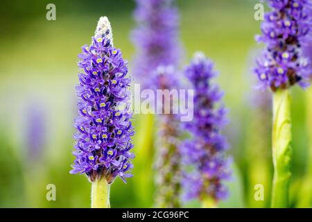 Stalks of Purple Lavender growing in a Wildflower Garden on a summer day Stock Photo