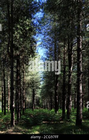 View of Woodland in Thetford Forest, Thetford Town, Norfolk, England, UK Stock Photo