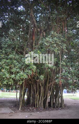 large banyan tree with lots of roots Stock Photo