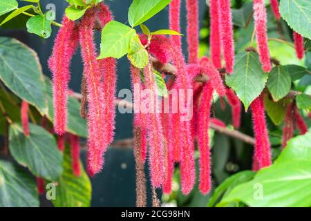 Acalypha hispida, the chenille plant,also known as the Philippines Medusa, red hot cat's tail and fox tail Stock Photo
