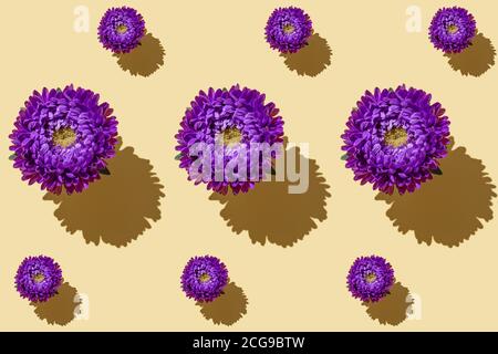 Seamless pattern of a beautiful purple flower Aster on soft yellow background. Minimal flowers concept in hard light with shadows. Abstract backdrop. Stock Photo