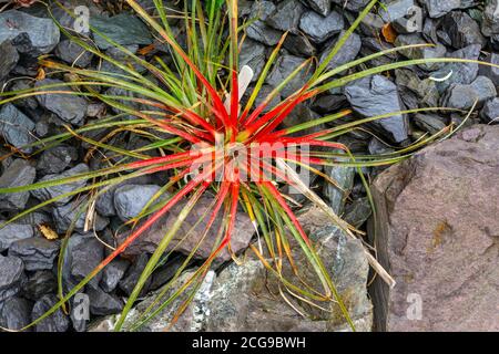 The spreading leaves of Bicolor Fascicularia, Chilean bromeliad, which turn crimson after flowering. It can take five years to develop a central cup. Stock Photo