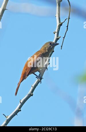 Ruby-crowned Tanager (Tachyphonus coronatus) adult female perched on branch  Atlantic Forest, Brazil         July Stock Photo