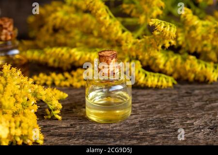 A bottle of essential oil with blooming Canadian goldenrod , or Solidago canadensis plant Stock Photo