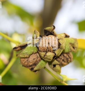 Ripe walnuts on the tree Stock Photo