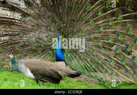 A pair of peafowl, a female peahen in the foreground and the male peacock displaying his train. They are indifferent to each other. Stock Photo