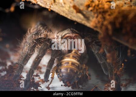 Big spider tarantula (Brachypelma Albopilosum) eats cockroach. Stock Photo