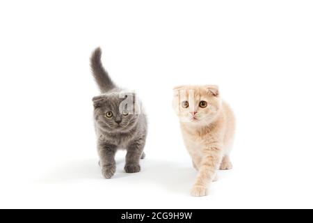 2 MONTHS OLD SCOTTISH FOLD CREAM AND BLUE KITTENS Stock Photo