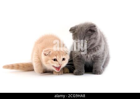 2 MONTHS OLD SCOTTISH FOLD CREAM AND BLUE KITTENS Stock Photo