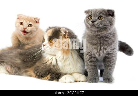 BLUE CREAM AND WHITE HIGHLAND FOLD FEMALE WITH ITS CREAM AND BLUE SCOTTISH FOLD KITTENS Stock Photo