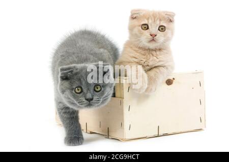 2 MONTHS OLD SCOTTISH FOLD CREAM AND BLUE KITTENS, PAIR PLAYING IN BASKET Stock Photo