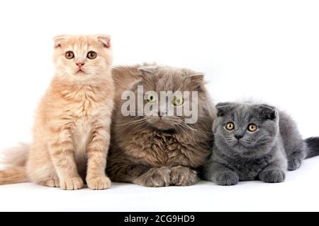 LILAC SELF HIGHLAND FOLD FEMALE WITH BLUE AND CREAM SCOTTISH FOLD KITTENS Stock Photo