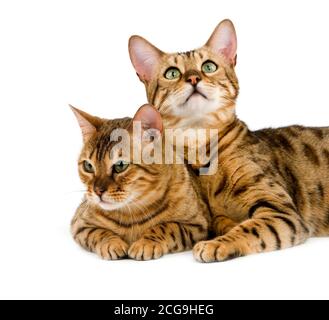 BROWN SPOTTED TABBY BENGAL DOMESTIC CAT Stock Photo