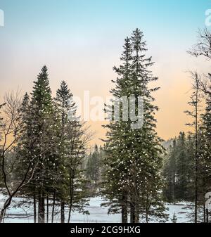 Sunrise in pine tree forest with illuminated Christmas trees.