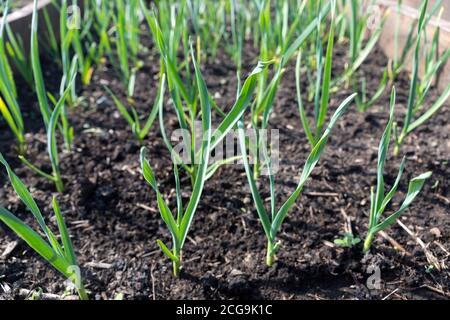 Vegetable bed with shoots of winter garlic in the garden, early summer. Stock Photo