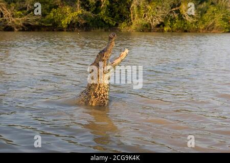 SPECTACLED CAIMAN caiman crocodilus, ADULT LEAPING OUT OF WATER WITH OPEN MOUTH, LOS LIANOS IN VENEZUELA Stock Photo