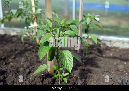 Sweet pepper seedling grows on a garden bed in a greenhouse. Stock Photo