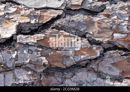 Close up of bark on an old fallen tree in the sunshine in regional Australia Stock Photo