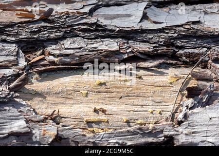 Close up of bark on an old fallen tree in the sunshine in regional Australia Stock Photo
