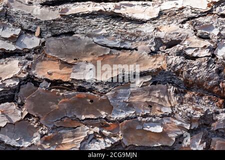 Close up of bark on an old fallen tree in the sunshine in regional Australia Stock Photo