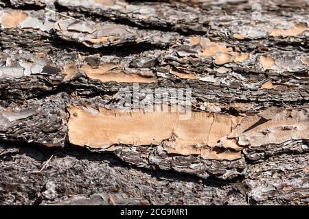 Close up of bark on an old fallen tree in the sunshine in regional Australia Stock Photo