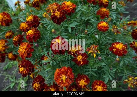 Fading flowers of maroon tagetes from above. Stock Photo