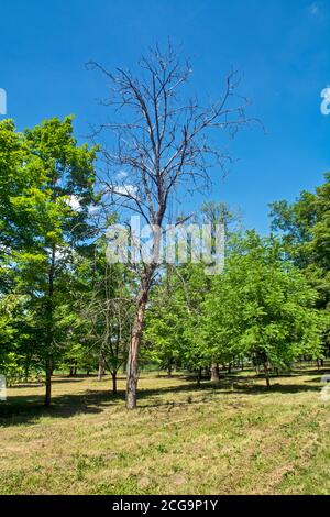 Big dry tree in a beautiful park. The tree will have to be cut down because it endangers people moving in the park. Stock Photo