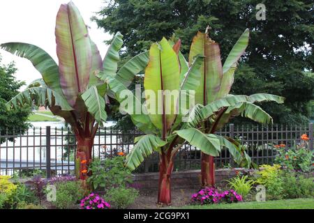 Three Red Leaf Abyssinian Banana Trees, Ensete ventricosum, orange Zinnias, pink Impatiens, and other various flowering plants growing along a fence a Stock Photo