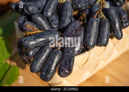 Black Ladies finger grapes in a wicker basket on a wooden background. Selective Focus. Illuminated by evening sun. Macro close-up Stock Photo