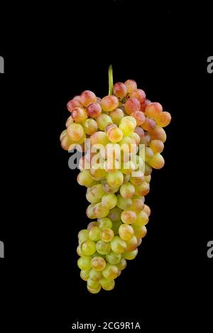 Bunch of sultana grape isolated on black background. Stock Photo